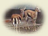 a37-4.jpg (8839 bytes)