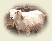 c28-2.jpg (8197 bytes)