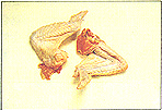 8301-6a.jpg (16018 bytes)