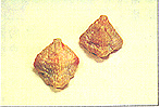 8301-6a.jpg (16018 bytes)