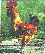 8301-4.jpg (56163 bytes)