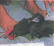 8306-5b.jpg (34414 bytes)