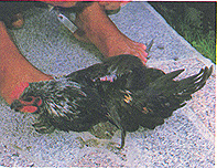 8306-5c.jpg (41861 bytes)