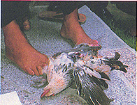 8306-5d.jpg (41695 bytes)