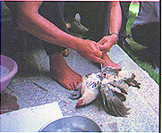 8306-5g.jpg (38321 bytes)