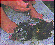 8306-5h.jpg (39356 bytes)